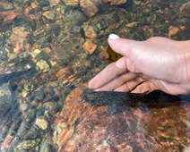 At the Vygsky Fish Hatchery, the salmon reached the age of three and weight of 38 grams