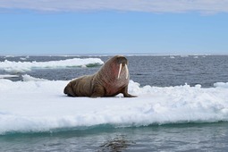 Environmentally responsible behaviour is a priority in Arctic development