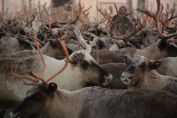 Reindeer herding is the base of the traditional way of life of the indigenous minority peoples of the North