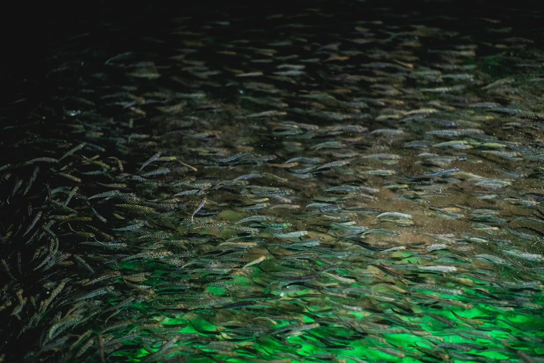 Underyearlings of chum salmon reached a weight of at least 1.17 grams each