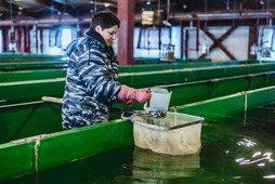 Before releasing the juveniles, the quantity is taken into account and the weight is determined