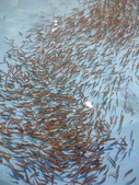 Juvenile grayling were raised to a weight of 1.1 grams