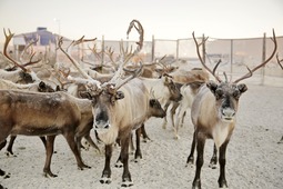 Portable corrals help reindeer herders vaccinate and recount their livestock