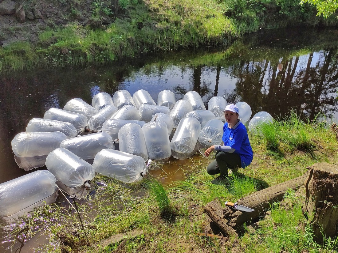 The process of releasing peled into the Aanniaakh River in Yakutia, being overseen by an ecologist
