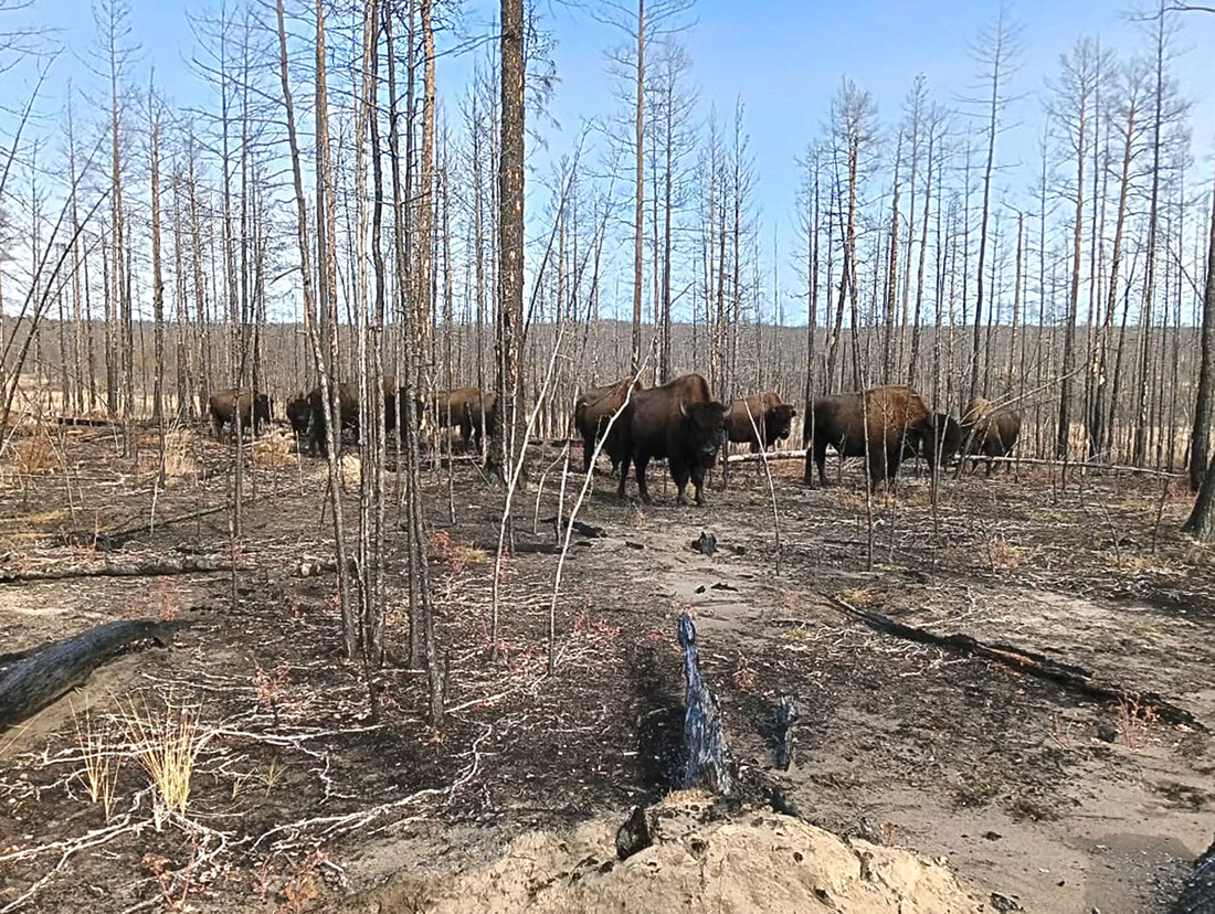 These forest giants have adapted well to life in the Tumara buffalo farm