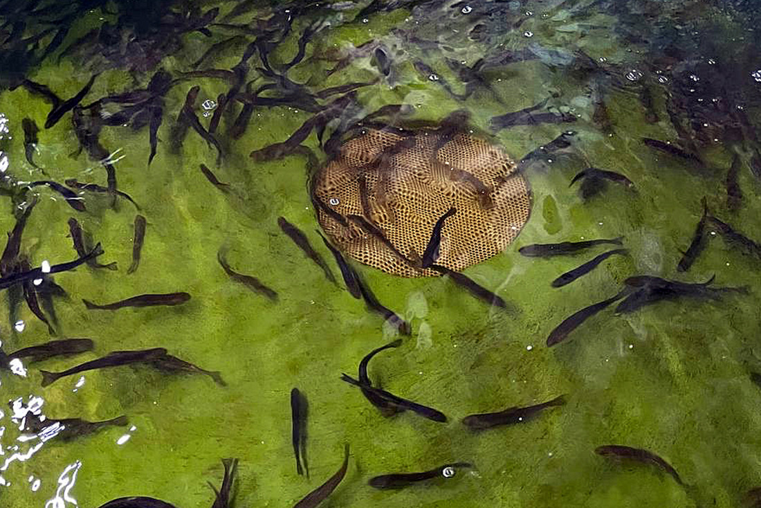 More than 7,000 juvenile salmon made their way to the Keret River in Karelia