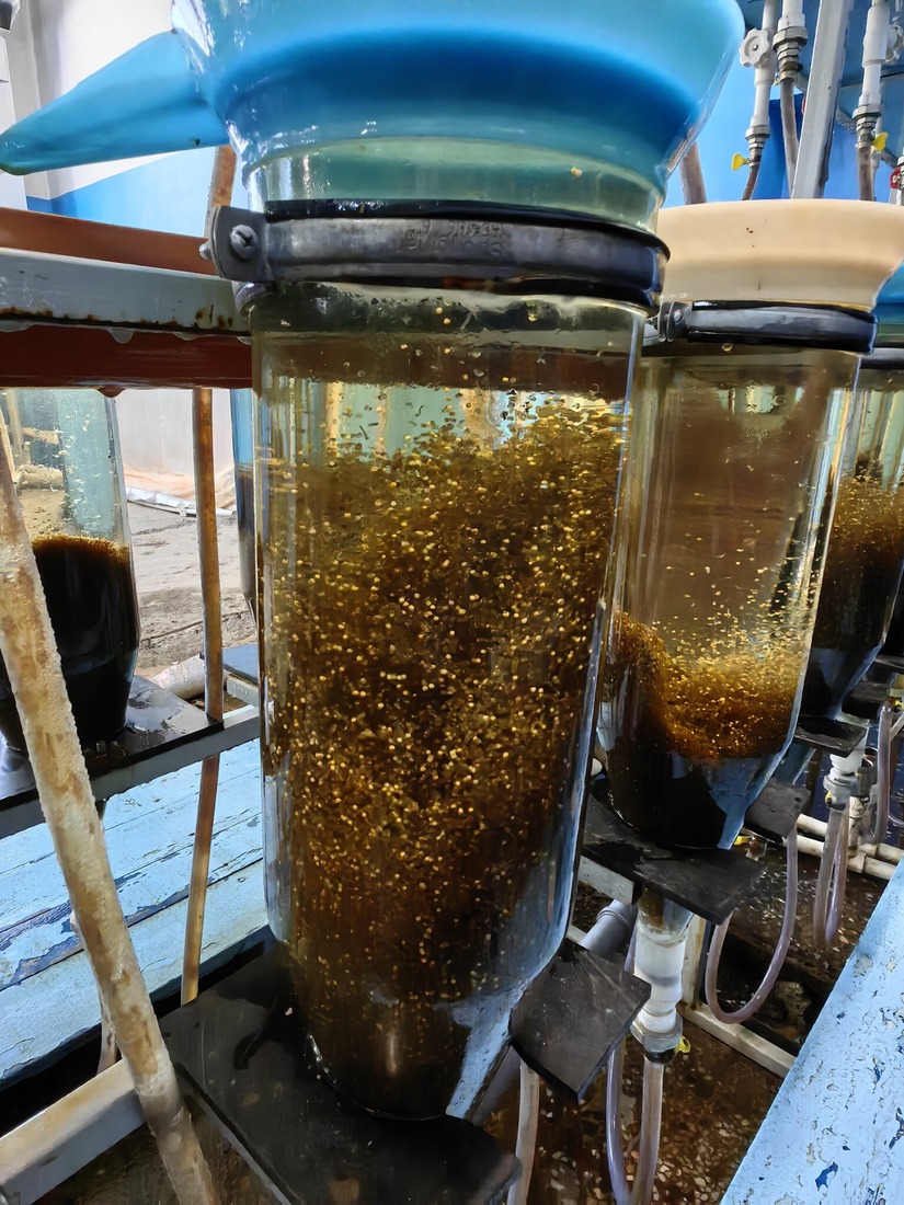 Peled eggs in the hatchery