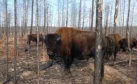 A wood buffalo can measure up to 2.8 meters in length and stand up to 190 cm tall at the withers