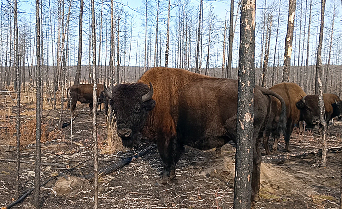 A wood buffalo can measure up to 2.8 meters in length and stand up to 190 cm tall at the withers