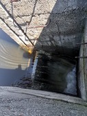 Release of juvenile grayling through special fish channels